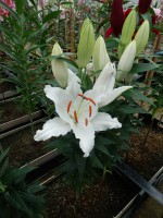 [4285 Seine Mak No01.JPG]